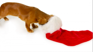dog_stocking