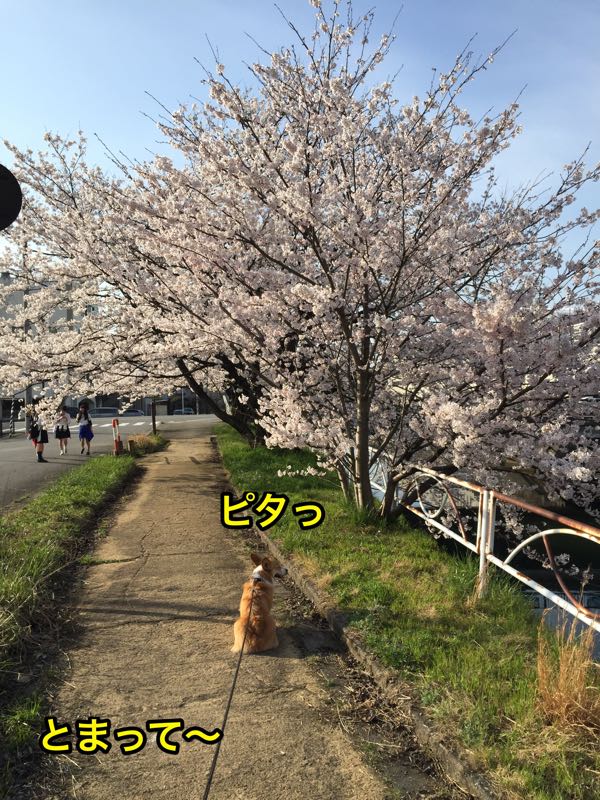 しめじと北日本放送付近の桜