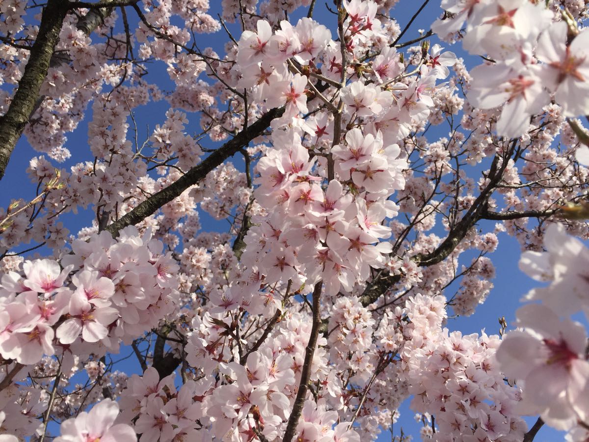 富山 富山環水公園 桜