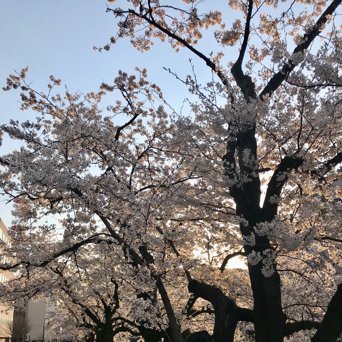 コーギのしめじと早朝の松川ベリ桜並木