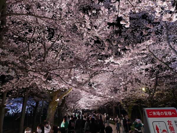 高田城址公園の桜ライトアップ