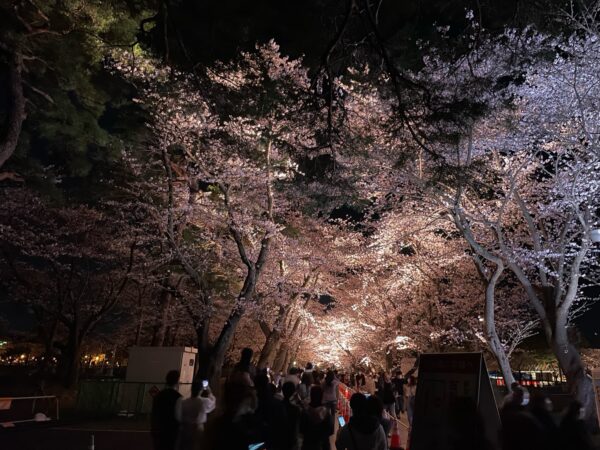 夜桜の通り抜け