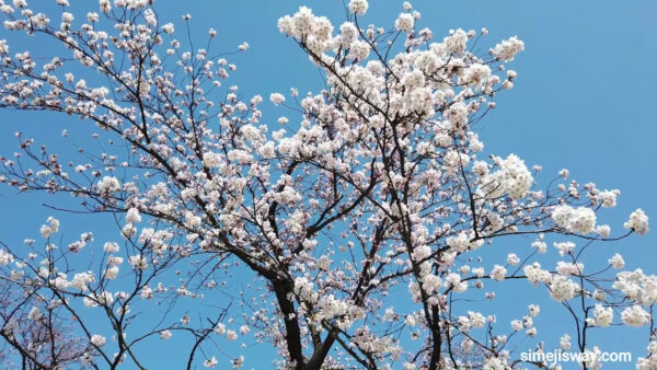 上越高田城址公園の桜