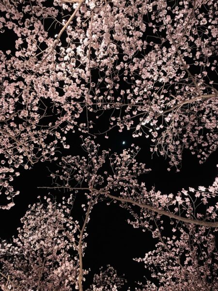 上越高田城の夜桜と月