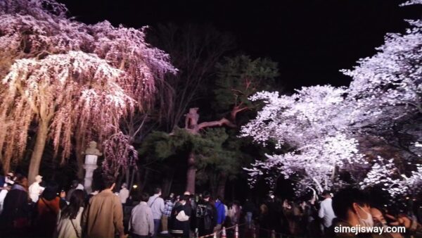 高田城址公園の夜桜・しだれ桜