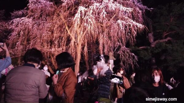高田城址公園の夜桜・しだれ桜