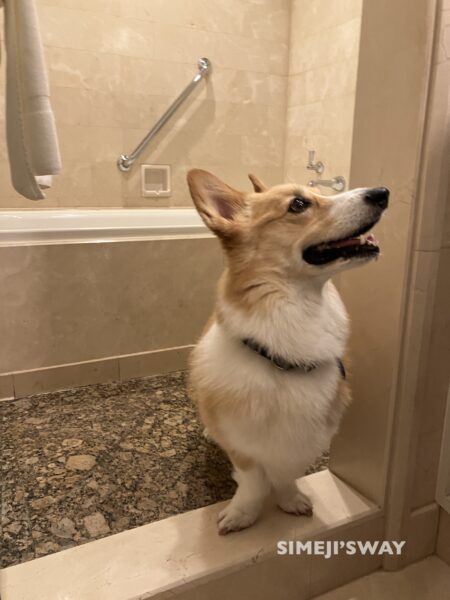 広いお風呂にごきげんな犬