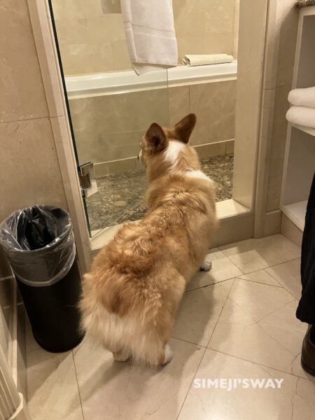 お風呂がきになる犬
